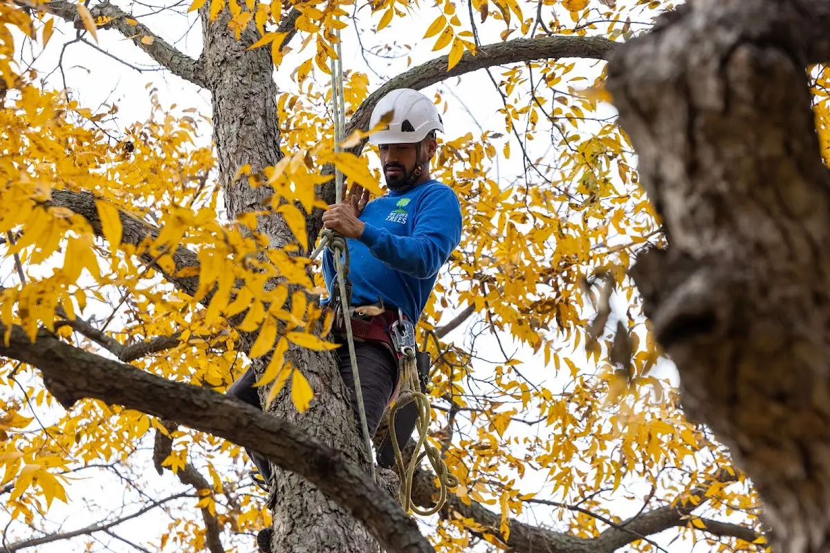 Skilled Tree Planing crew working in Cassadaga