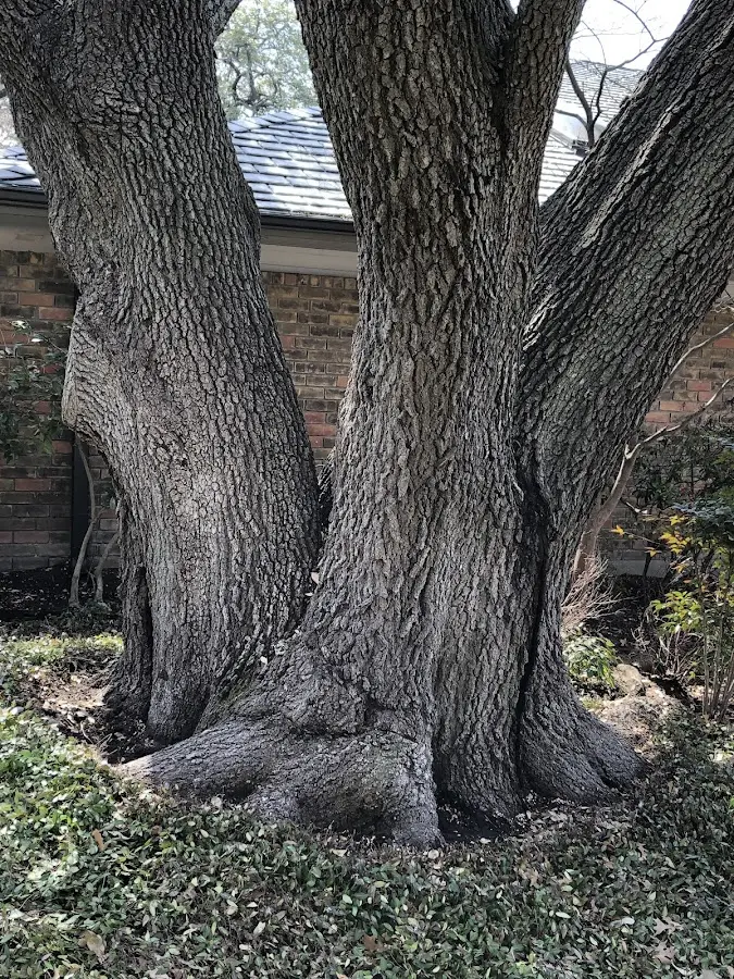 Mature heritage tree close to a Cassadaga property cared for by certified arborists
